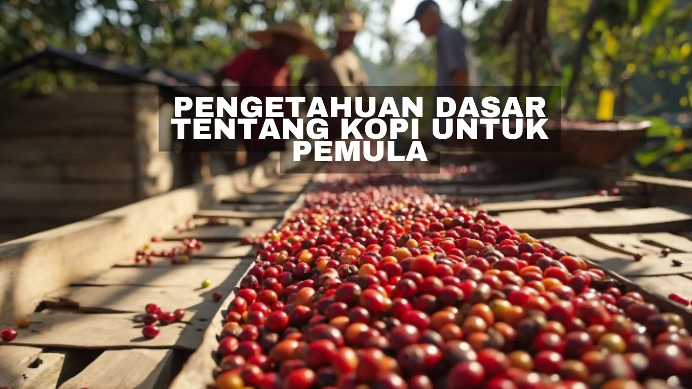 Pengetahuan Dasar Tentang Kopi untuk Pemula