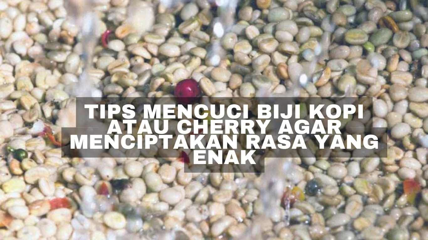 Tips Mencuci Biji Kopi atau Cherry agar Menciptakan Rasa yang Enak