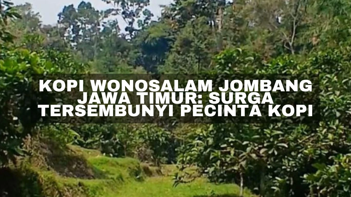 Kopi Wonosalam Jombang Jawa Timur: Surga Tersembunyi Pecinta Kopi