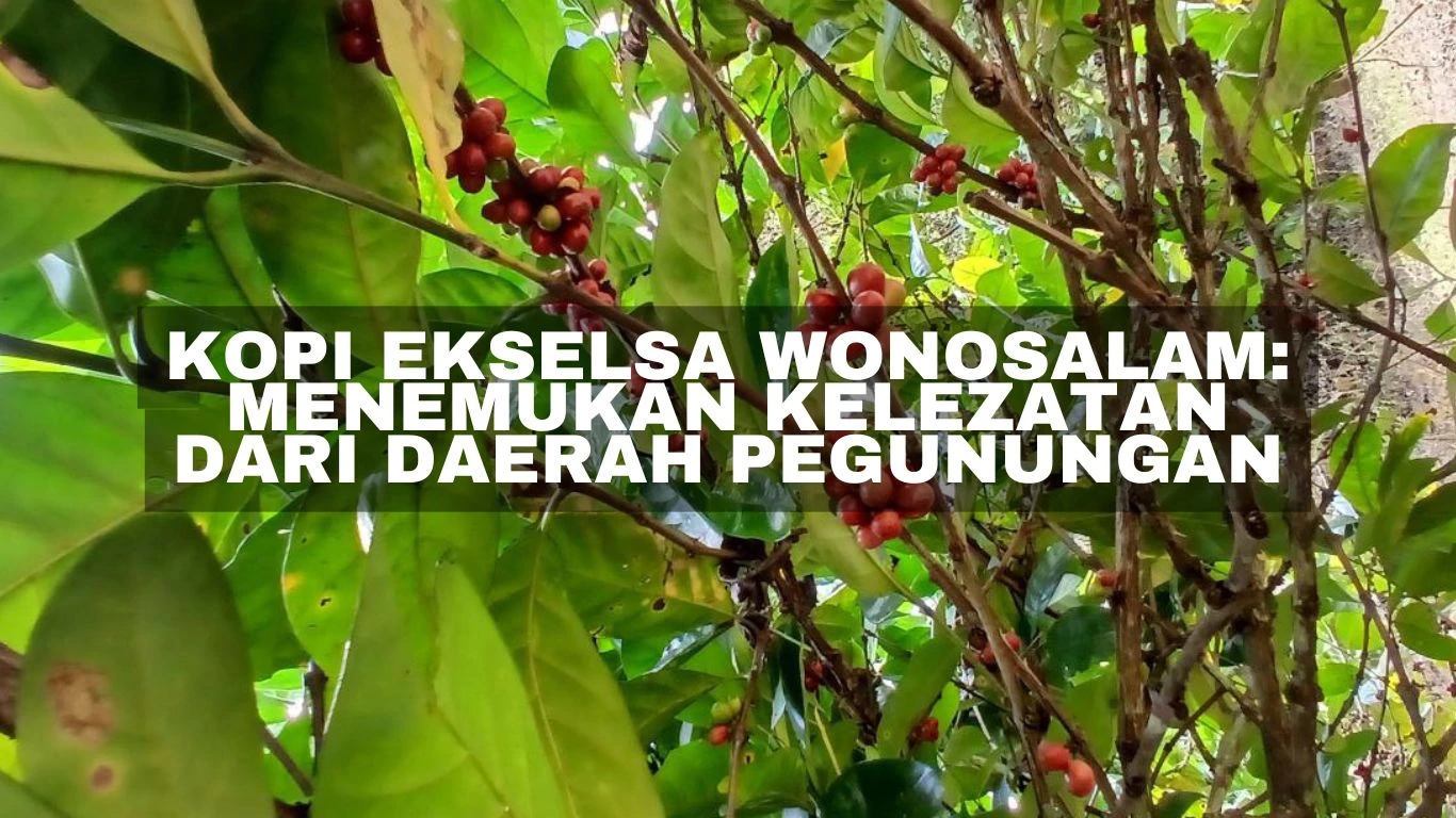 Kopi Ekselsa Wonosalam: Menemukan Kelezatan dari Daerah Pegunungan