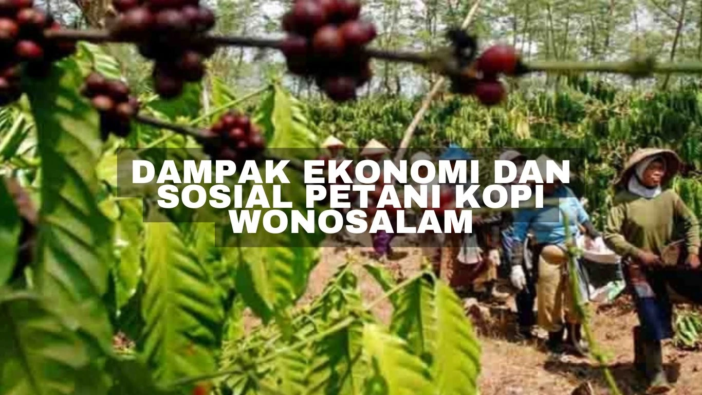 Dampak Ekonomi dan Sosial petani kopi wonosalam