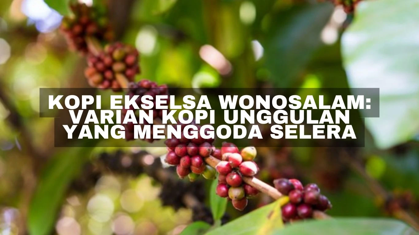 Kopi Ekselsa Wonosalam: Varian Kopi Unggulan yang Menggoda Selera