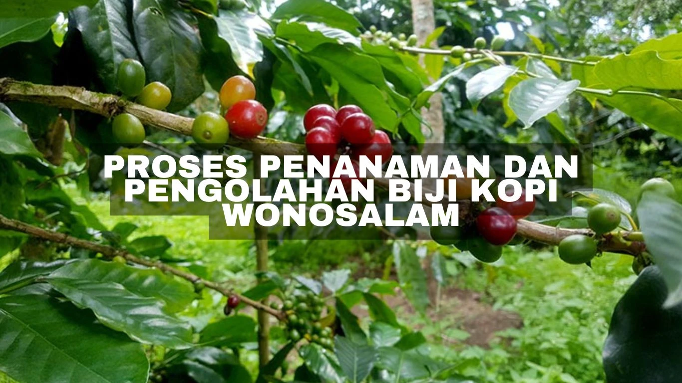 proses penanaman dan pengolahan biji kopi Wonosalam