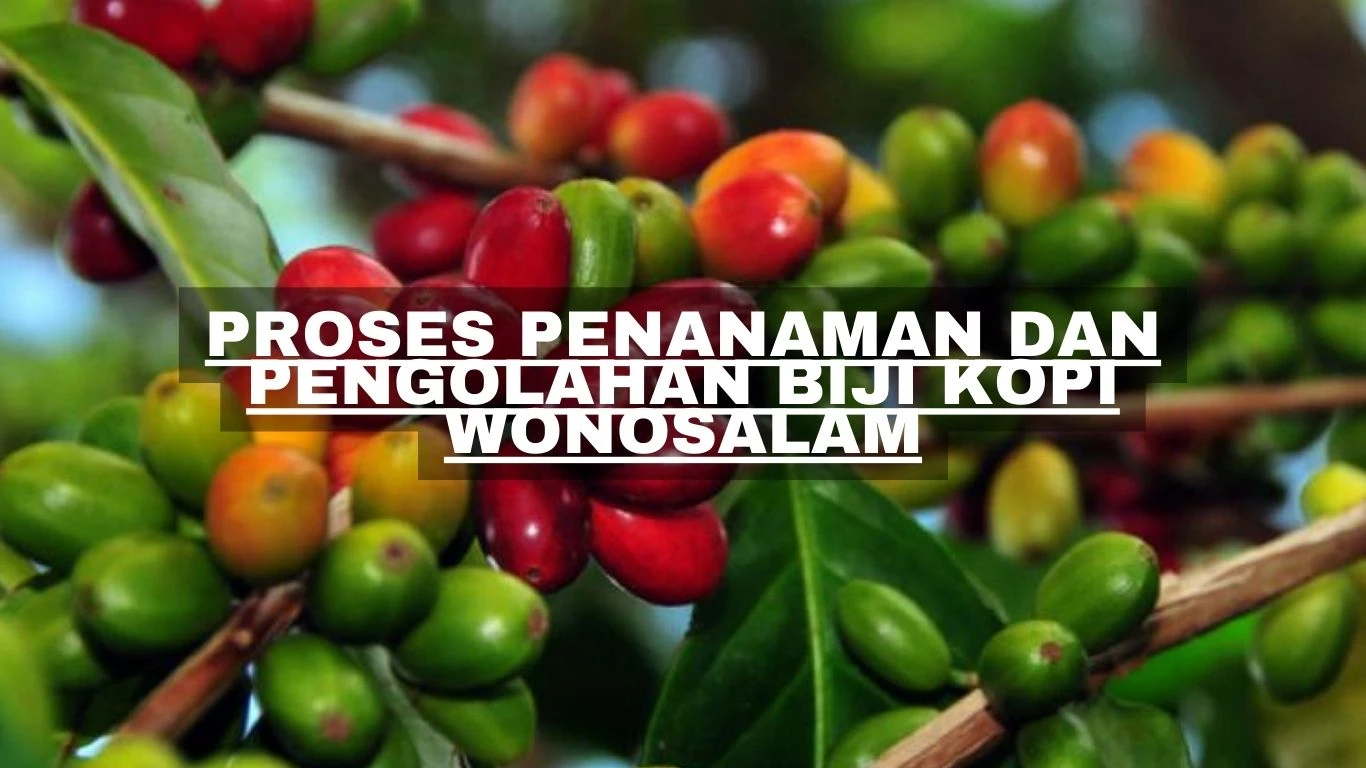 Apa Perbedaan dari Kopi Lokal dan Kopi Nusantara: Mengupas Tuntas Dua Aset Berharga bagi Pecinta Kopi