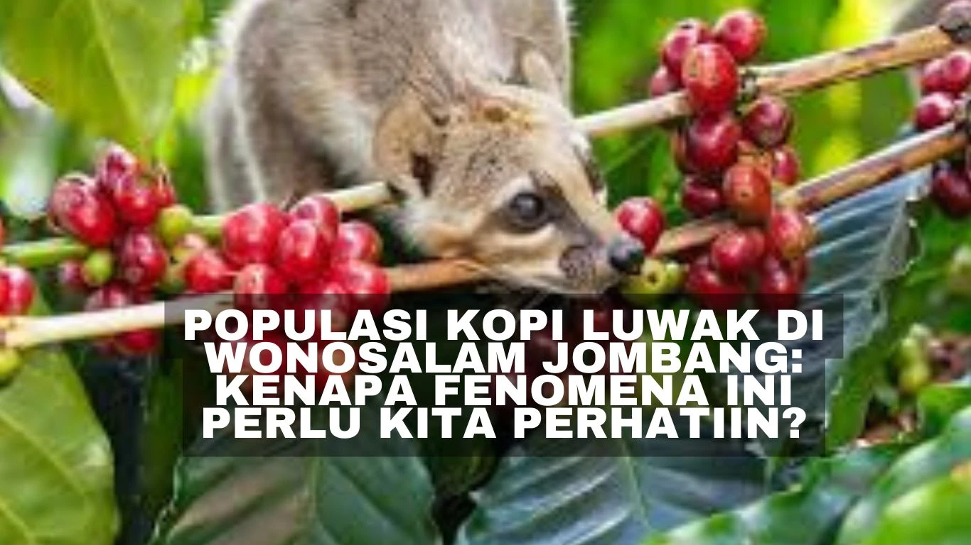 Populasi Kopi Luwak di Wonosalam Jombang: Kenapa Fenomena Ini Perlu Kita Perhatiin?