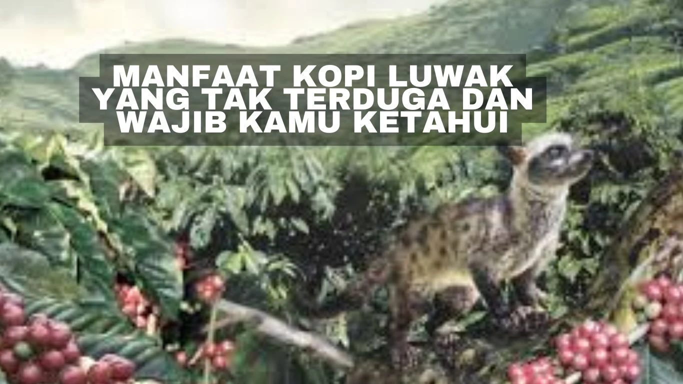 Manfaat Kopi Luwak yang Tak Terduga dan Wajib Kamu Ketahui