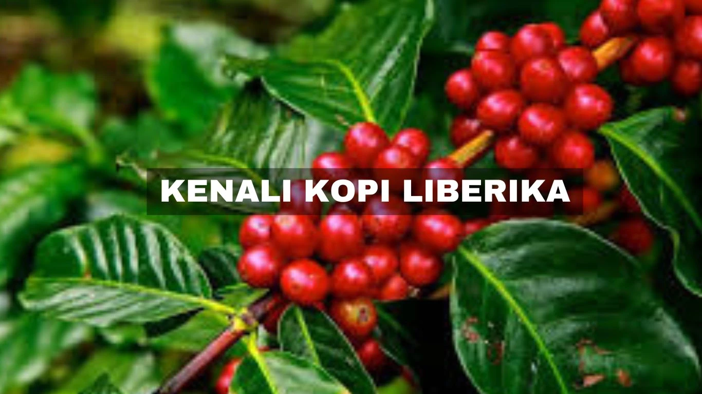 Kenali Kopi Liberika