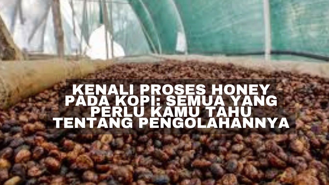 Kenali Proses Honey pada Kopi: Semua yang Perlu Kamu Tahu tentang Pengolahannya