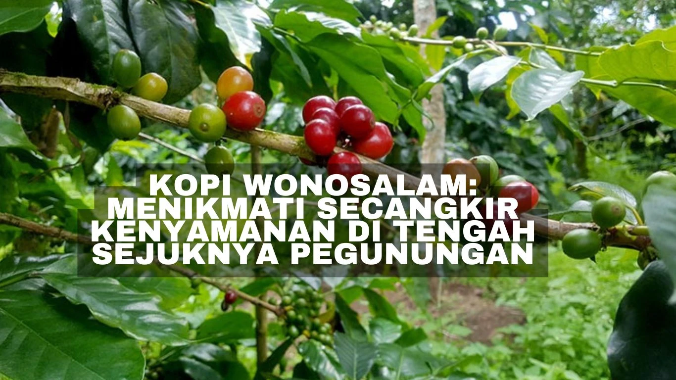 Kopi Wonosalam: Menikmati Secangkir Kenyamanan di Tengah Sejuknya Pegunungan