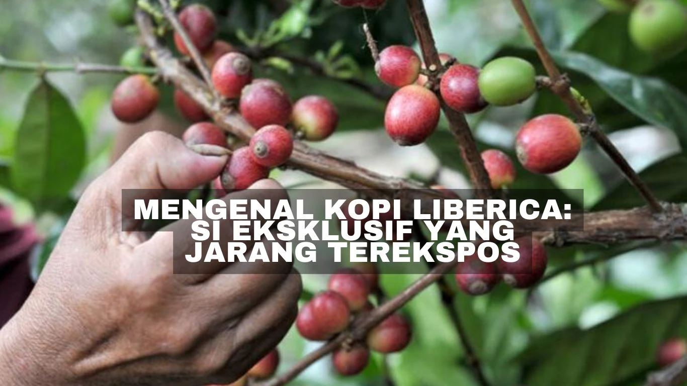 Mengenal Kopi Liberica: Si Eksklusif yang Jarang Terekspos